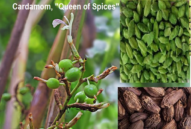 Cardamom, known as the "Queen of Spices